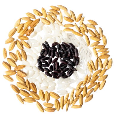 Paddy, white and black rice grains